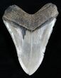 Sweet Inch Georgia Megalodon Tooth #1998-2